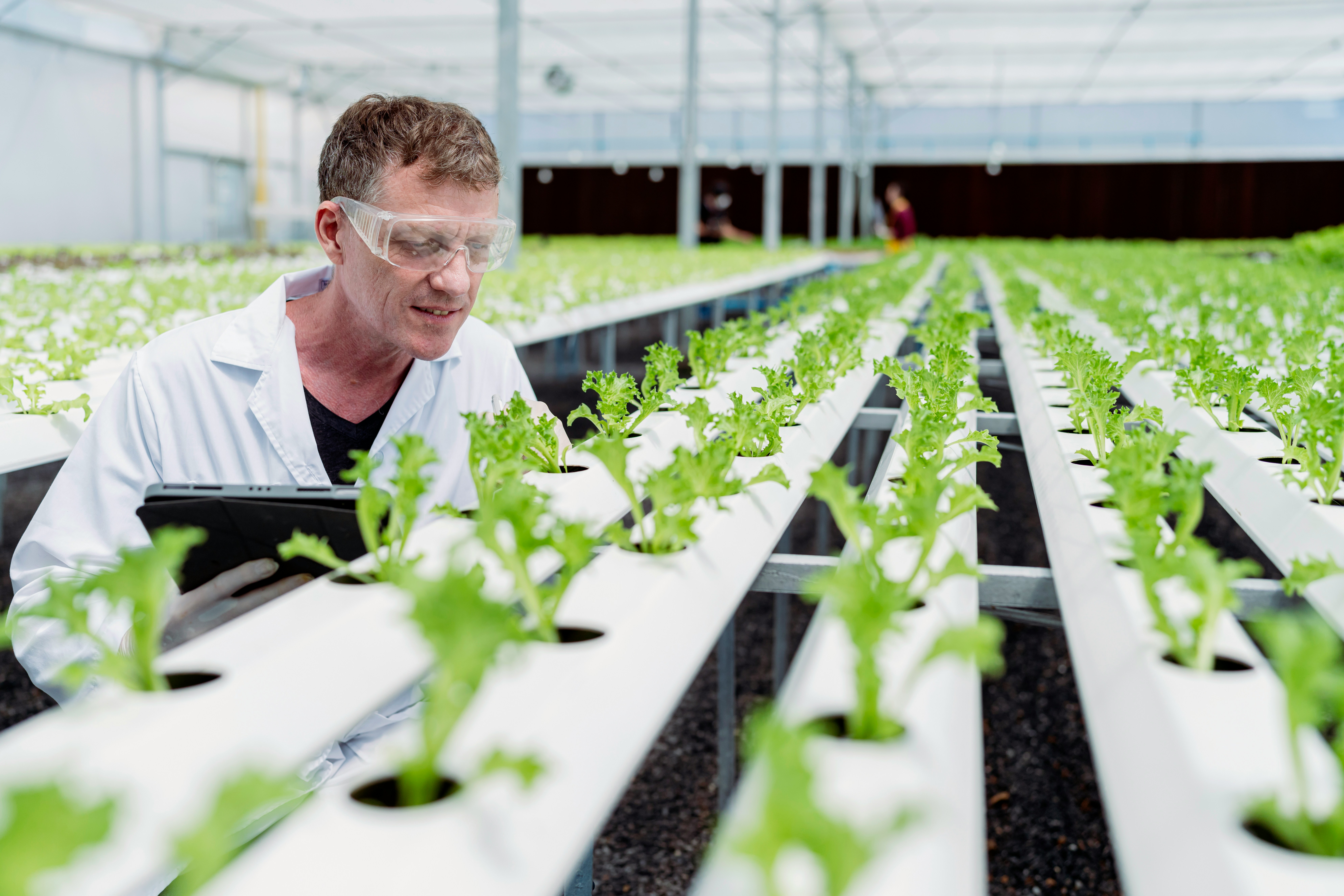 Hydroponic Greenhouse Cultivation Inspection