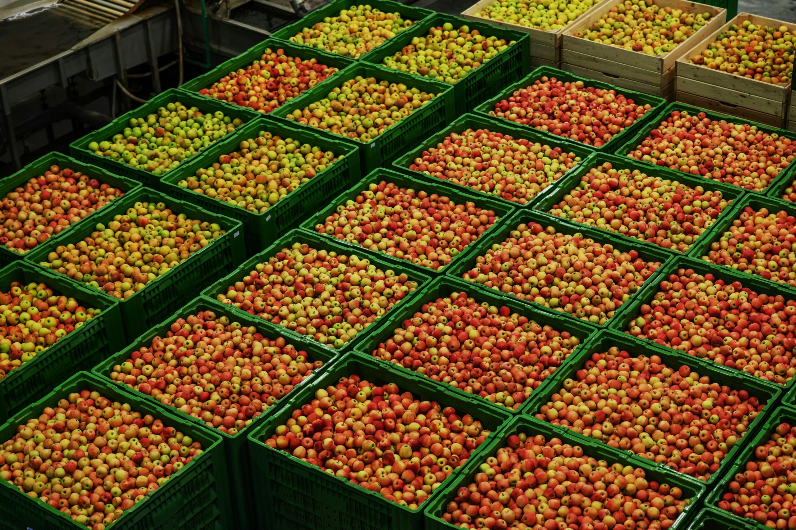 Fresh Produce Sorting & Quality Inspection (Apples)