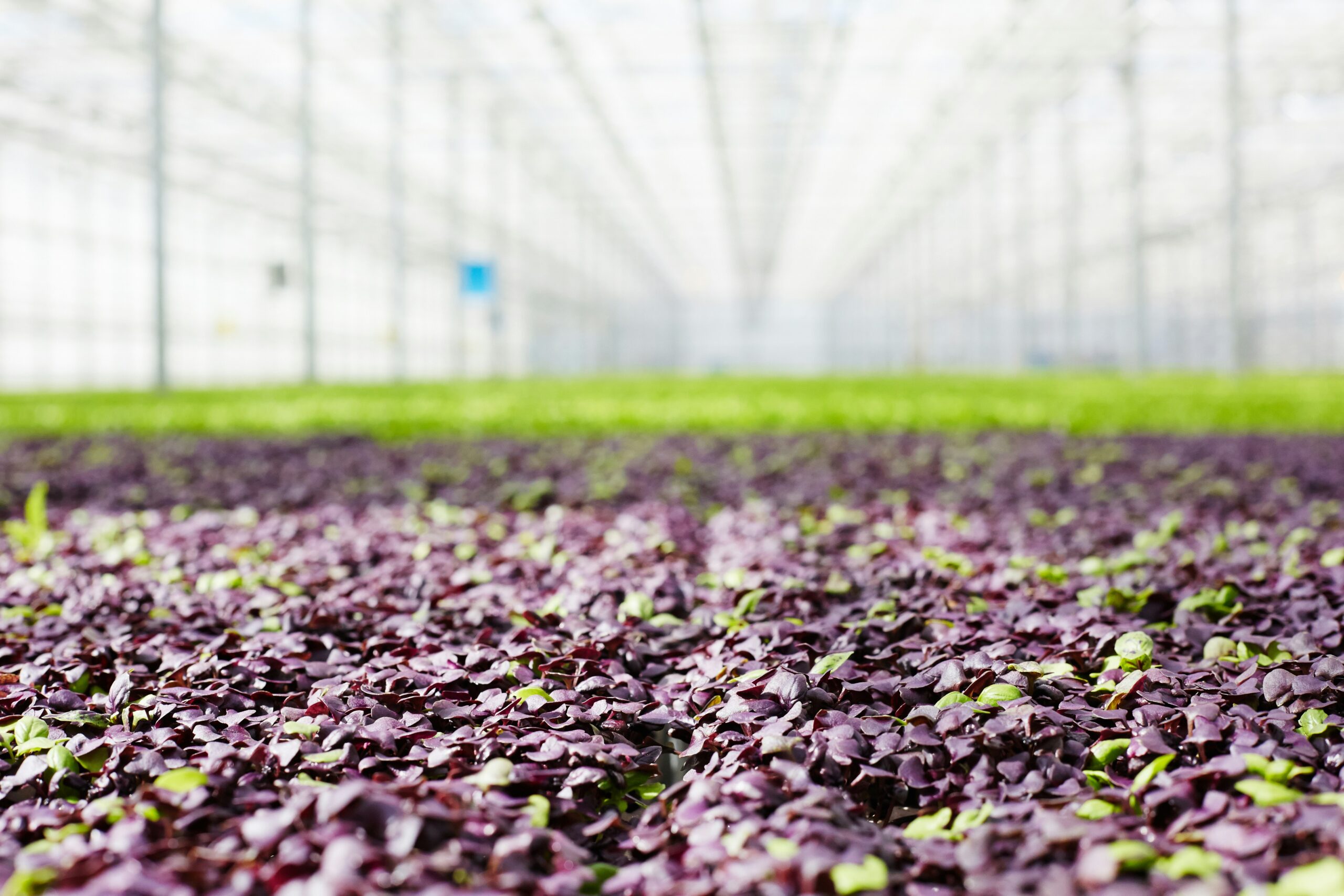 Greenhouse Crop Inspection & Cultivation Monitoring