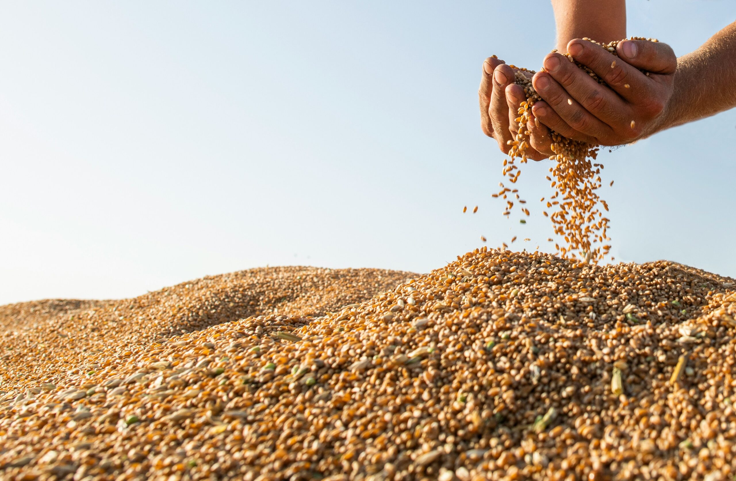 Bulk Grain Harvest & Storage Inspection