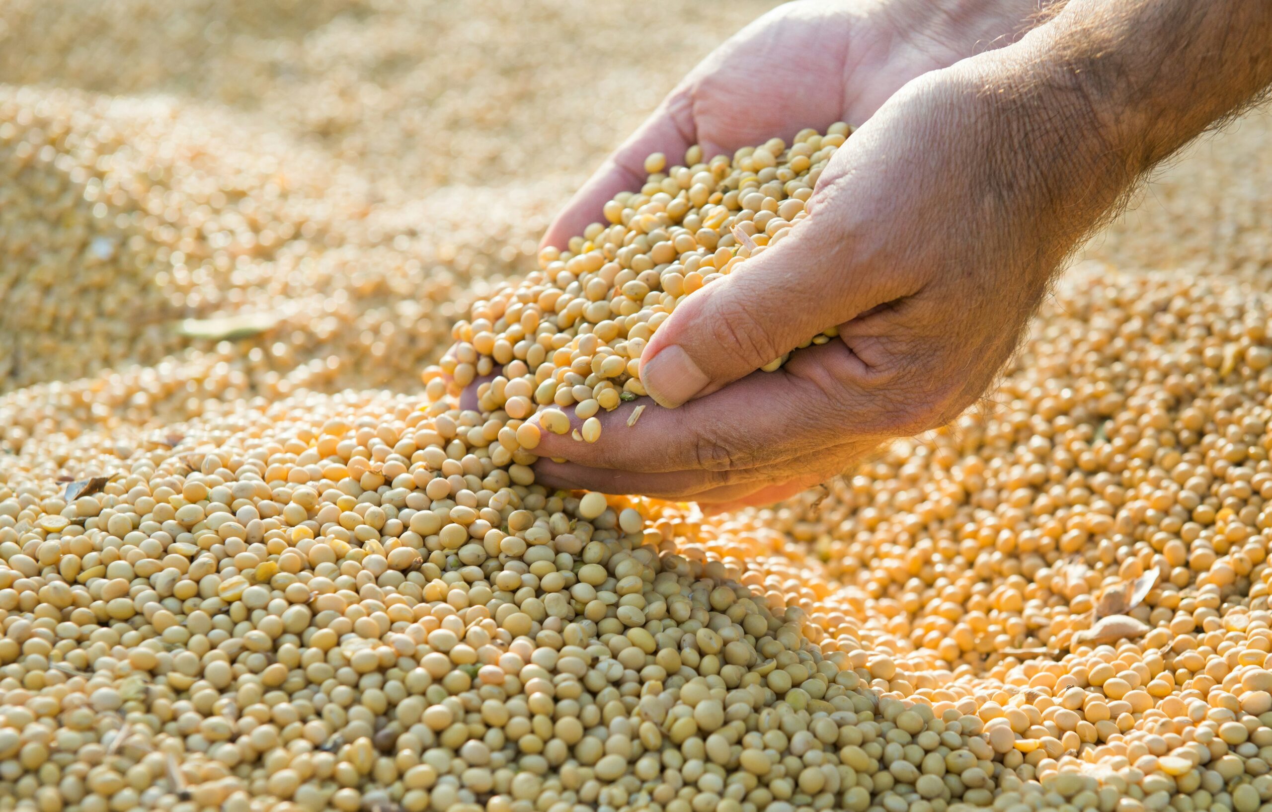 Soybean Sampling & Quality Verification