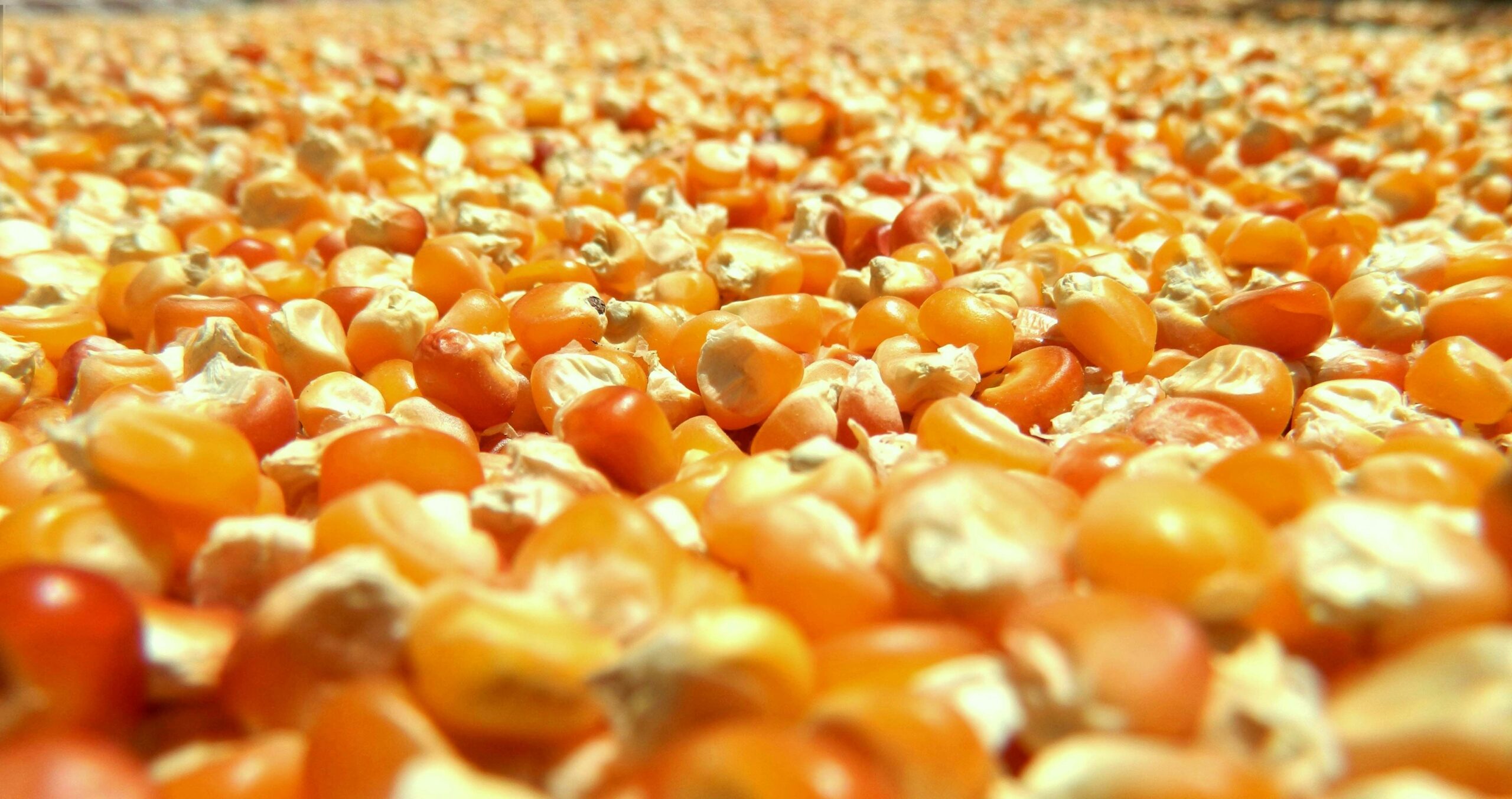 Corn (Maize) Bulk Quality & Grading Inspection