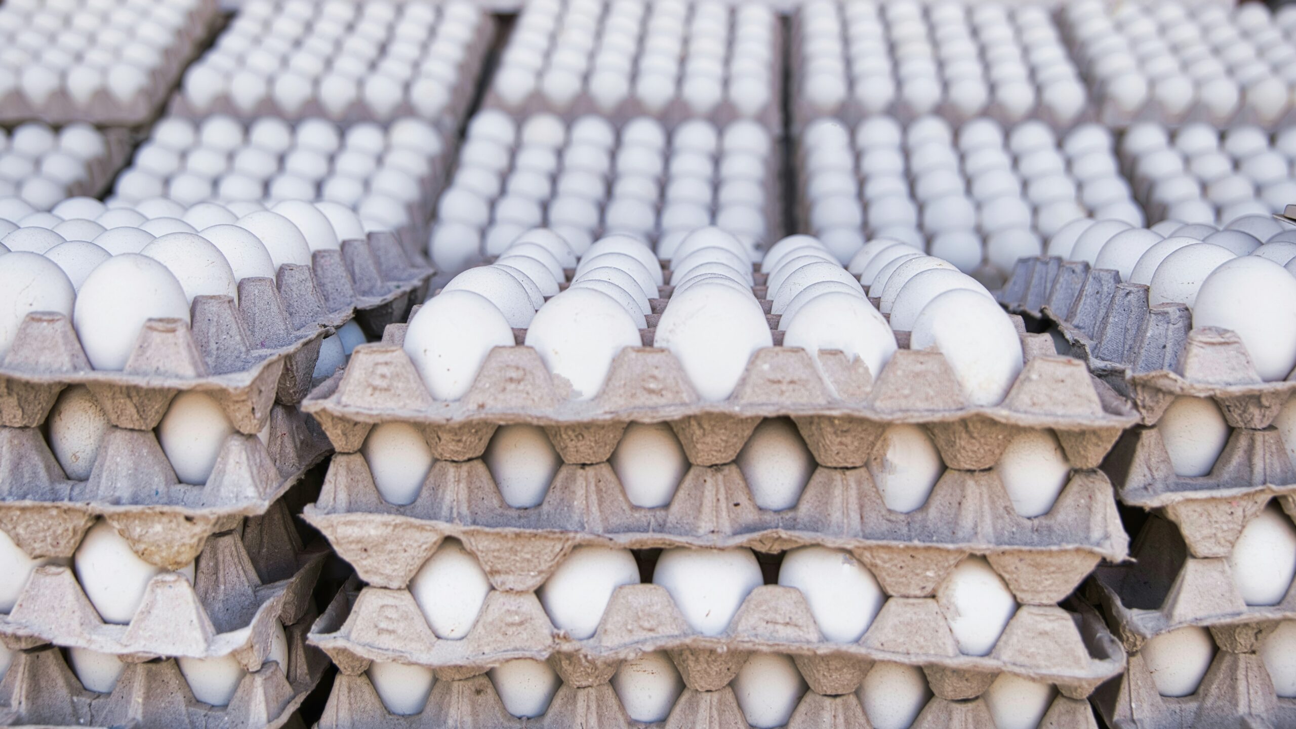 Egg Quality & Grading Inspection