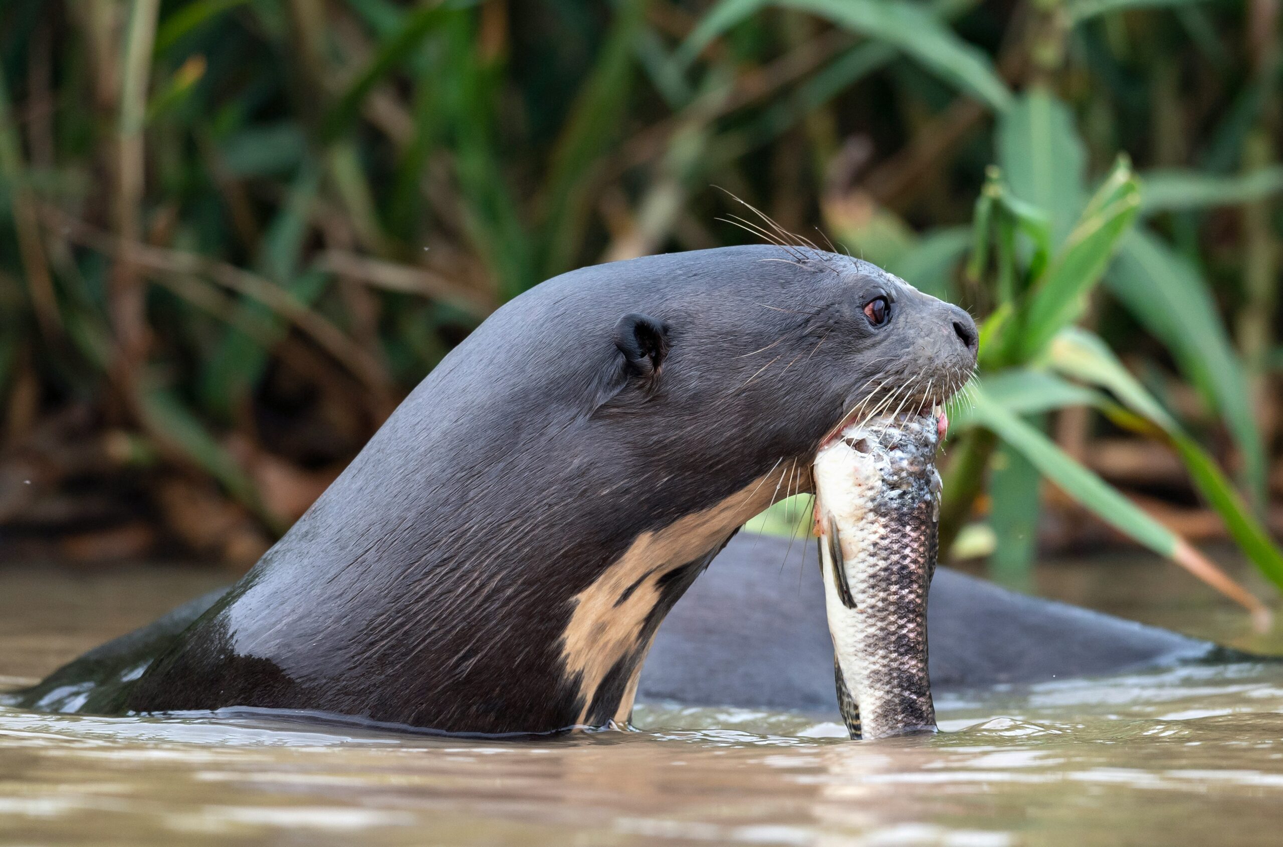 Marine Life & Food Chain Protection